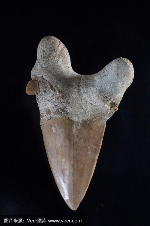 鲨鱼的牙齿化石
