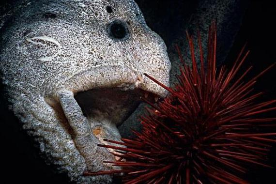 狼鳗鱼为什么不能捉拥有狼一般的牙齿能一口咬碎贝类