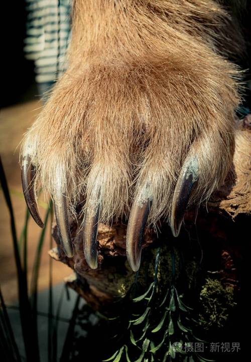 棕色熊掌有锋利的爪子