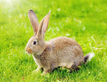 三月出生属兔人的运势 - 三月出生属兔人的性格 - 运势网