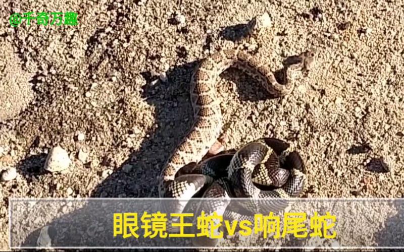 眼镜王蛇捕食响尾蛇过程实录,罕有的是从尾到头进食,很有意思.