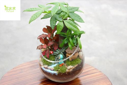 发财树苔藓微景观生态玻璃瓶迷你植物办公室盆栽桌面diy摆件盆景