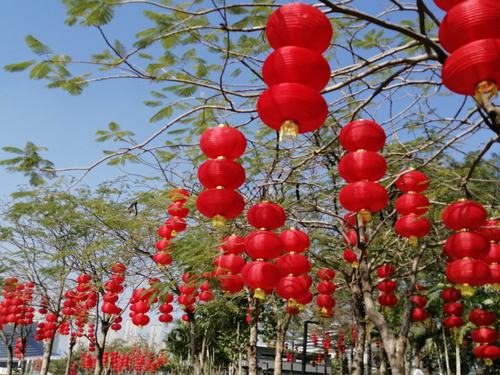 春节期间红灯笼挂满了元山湖公园周围的树上,给节日增添了色彩,红红