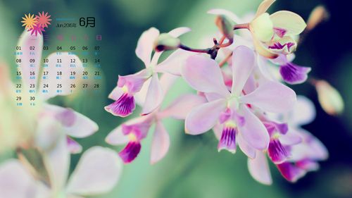 2012年6月日历精选高清绿色花卉桌面壁纸下载