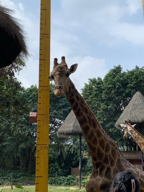 长颈鹿:帮我量量身高吧,朋友,我有五米还是六米?