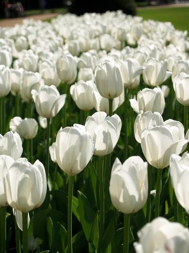 白色郁金香的花语是什么意思