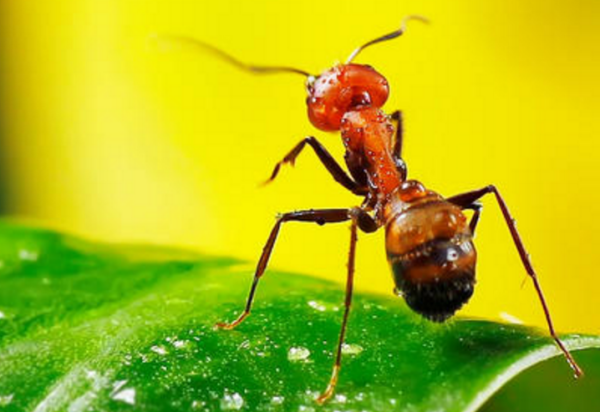 蚂蚁和一粒麦子阅读理解