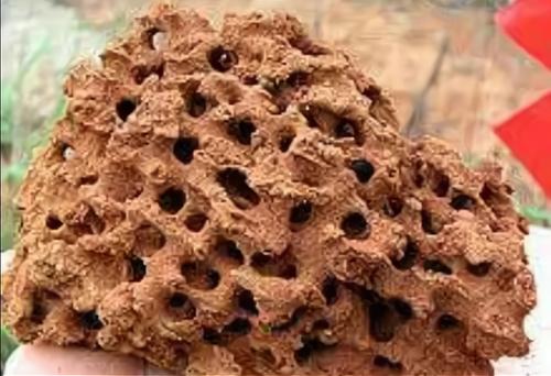 这种结构让这种蚂蚁军团爆裂式的增长从卵发育成个体成虫需要工蚁需要