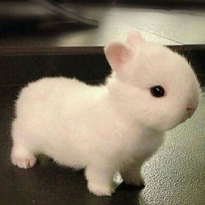 可爱的小兔子微信图片