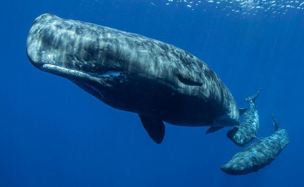 鲸鱼宝宝怎么长大