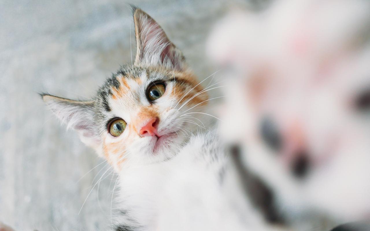 软萌可爱的小猫咪图片电脑壁纸