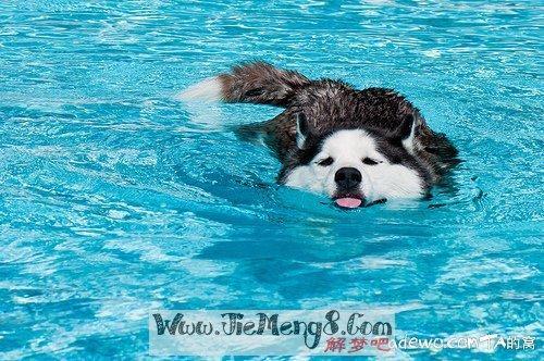 梦见狗在水中游泳