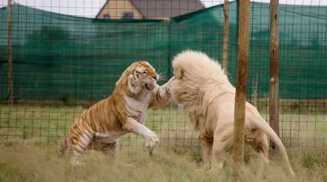 老虎和狮子打起来了