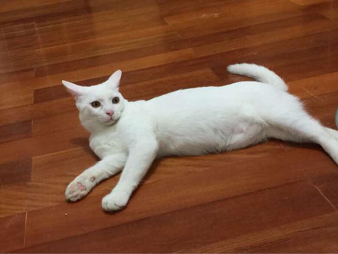 纯白色猫咪求领养