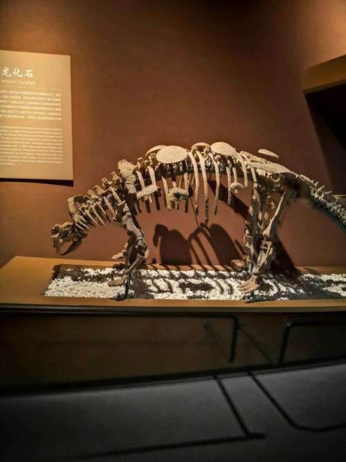 博物馆中的恐龙化石