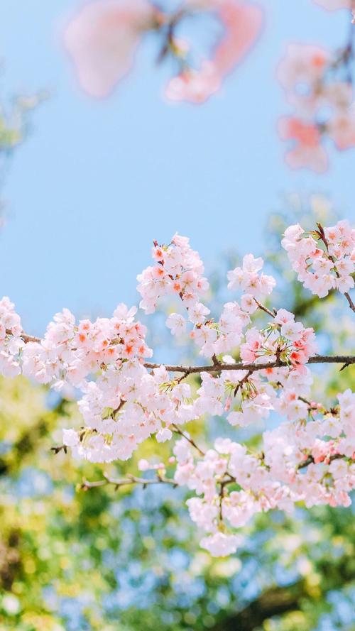 日系清新樱花风景手机壁纸