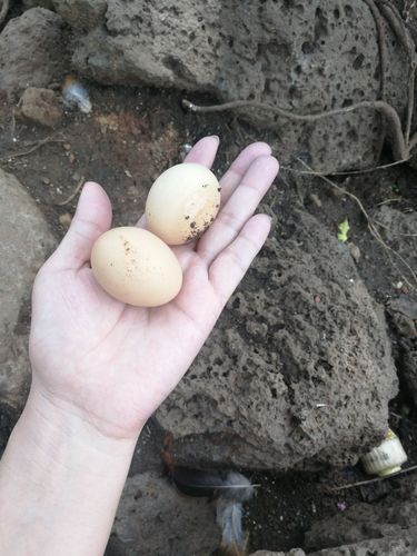 海口火山岩农庄抓鸡捡鸡蛋活动