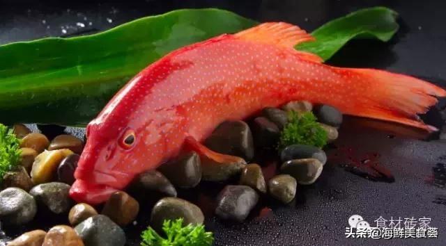 一种红色的海鱼叫什么