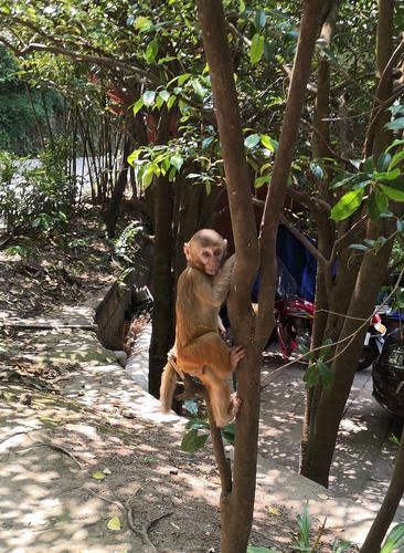 猴子吊树图片