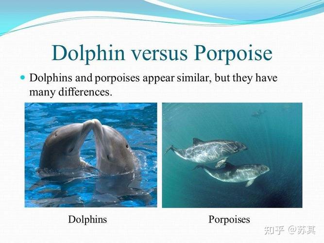porpoise和dolphin的区别是