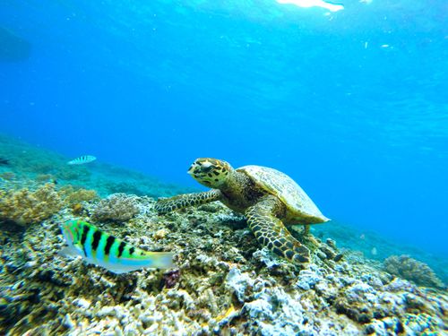 寿命较长的海龟图片 海龟,海洋动物,海底世界