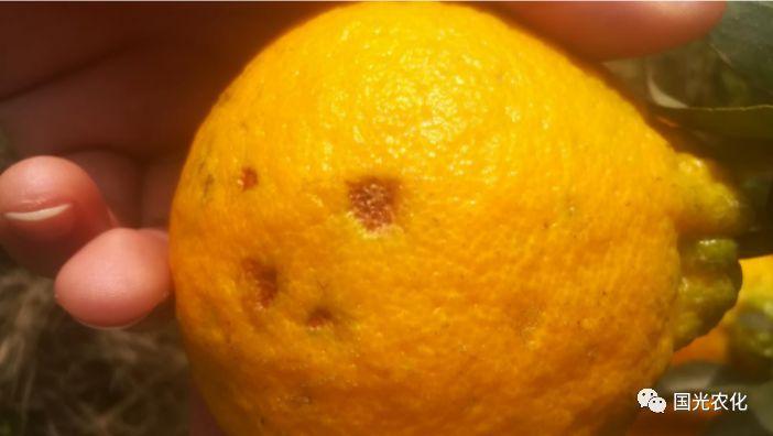 柑橘油斑病俗称虎斑病,是一种生理性病害,多数发生在成熟或接近成熟的
