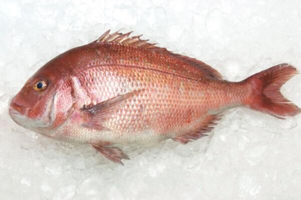 丽鱼科鲷鱼是什么样子的?一般市场价格是多少钱一斤?是海鱼吗?