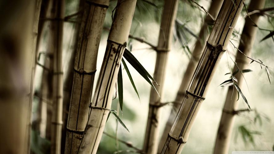 近景拍摄竹子高清图片下载-找素材
