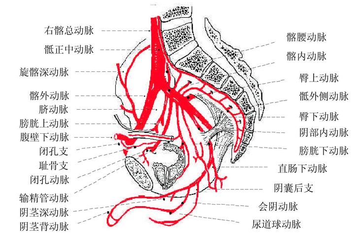 图370髂内动脉分支模式图