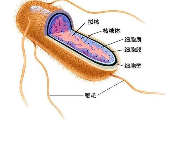 细菌的结构