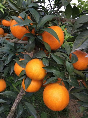 四川特产 爱媛38号果冻橙5斤装当季水果柑橘子手剥橙新鲜橙子批发