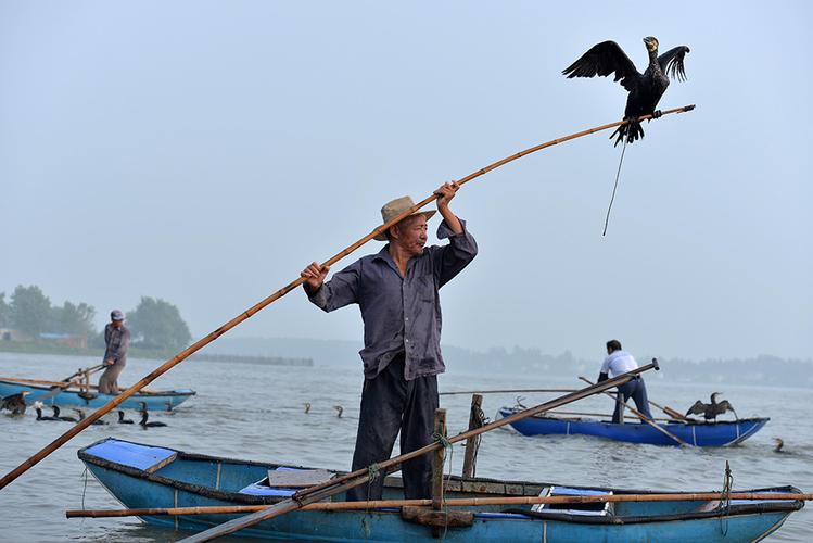江苏白马湖鸬鹚捕鱼传统技艺濒临灭绝