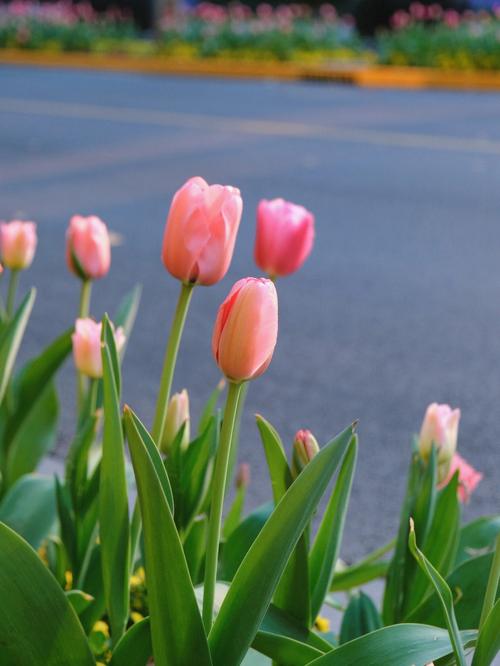 郁金香是浓妆艳抹版的春天