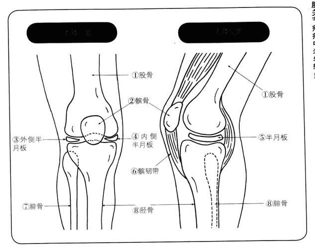 膝关节结构示意图