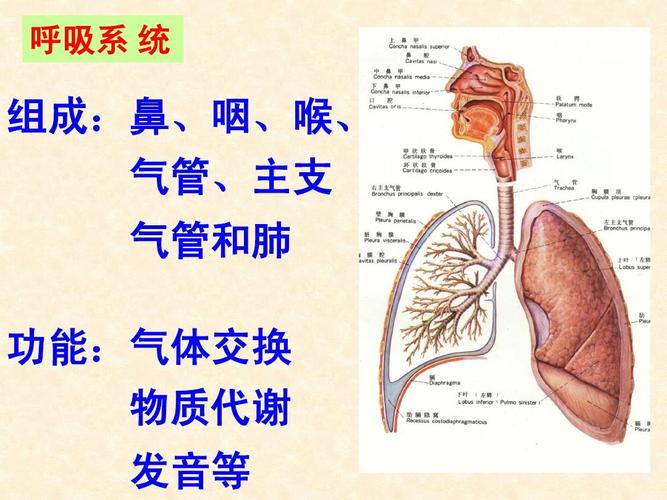 呼吸系 统 组成:鼻,咽,喉, 气管,主支 气管和肺 功能:气体交换 物质