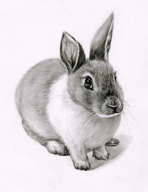 素描动物小兔子配有学员作品