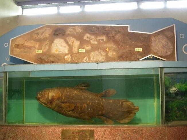 我们来到古鱼类展区,见到了被称为活化石的拉蒂迈鱼,这是目前国内