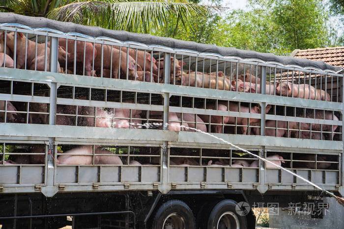 猪在卡车上的图片