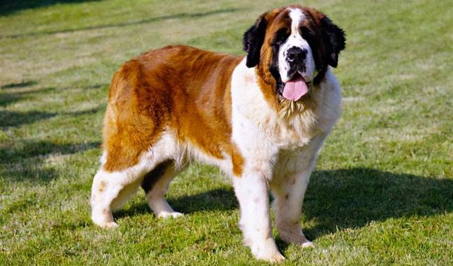 大型宠物狗的品种及图片,世界上最高大的十种狗狗(大型宠物狗的品种及