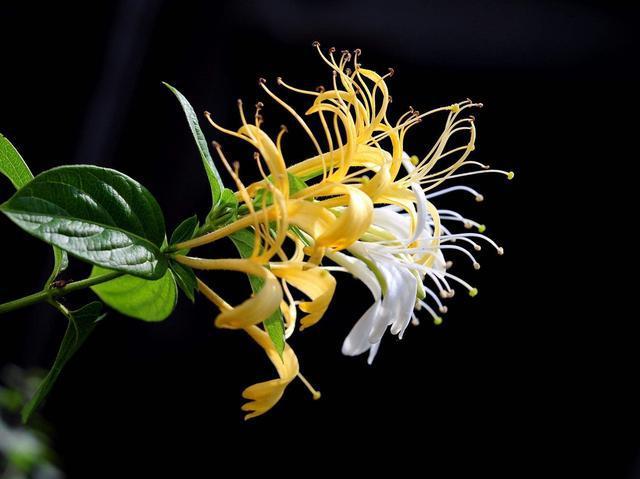 被誉为清热解毒良药的忍冬花又被称为金银花是因为什么蚂蚁庄园
