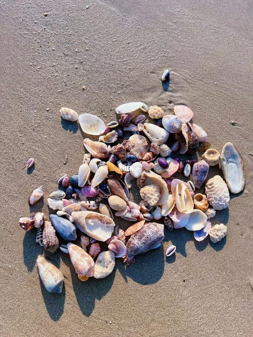 怎么沙滩上有一堆贝壳