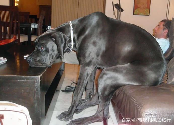 狗如此庞大,至今保持世界纪录的最高大丹犬,从爪子到肩膀的长度达到了