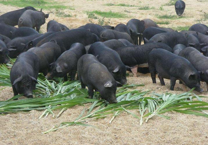 黑猪肉多少钱一斤2020 - 2020年最新商品信息聚合专区 - 百度爱采购