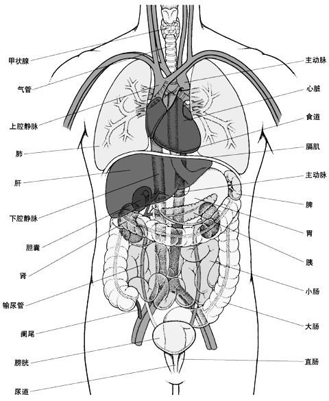 人体器官图分布图及功能