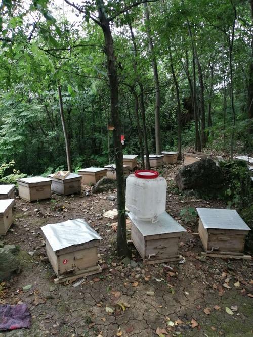 夏日寻蜜源,今日喜增产—石门大山蜜蜂养殖场采蜜记