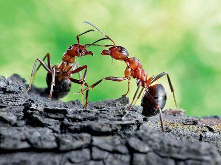 蚂蚁是怎样交流信息的?