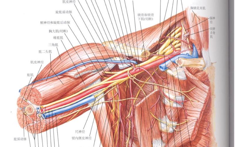 上肢 肩部腋窝 局部解剖学 奈特图谱 重制 复习自讲
