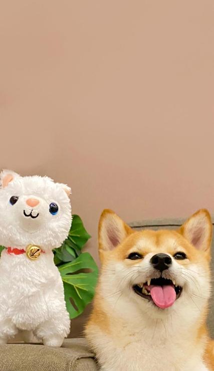 萌萌的又很可爱的狗狗手机壁纸分享给大家了,高清的很好看的个性微信