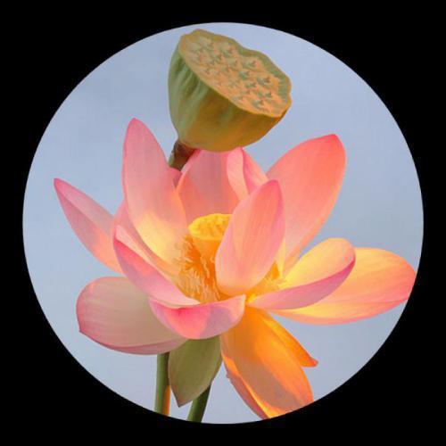 最适合微信头像的图片,超美的花朵组图16p