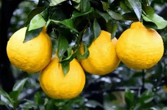 长得像柠檬的橙子是什么品种